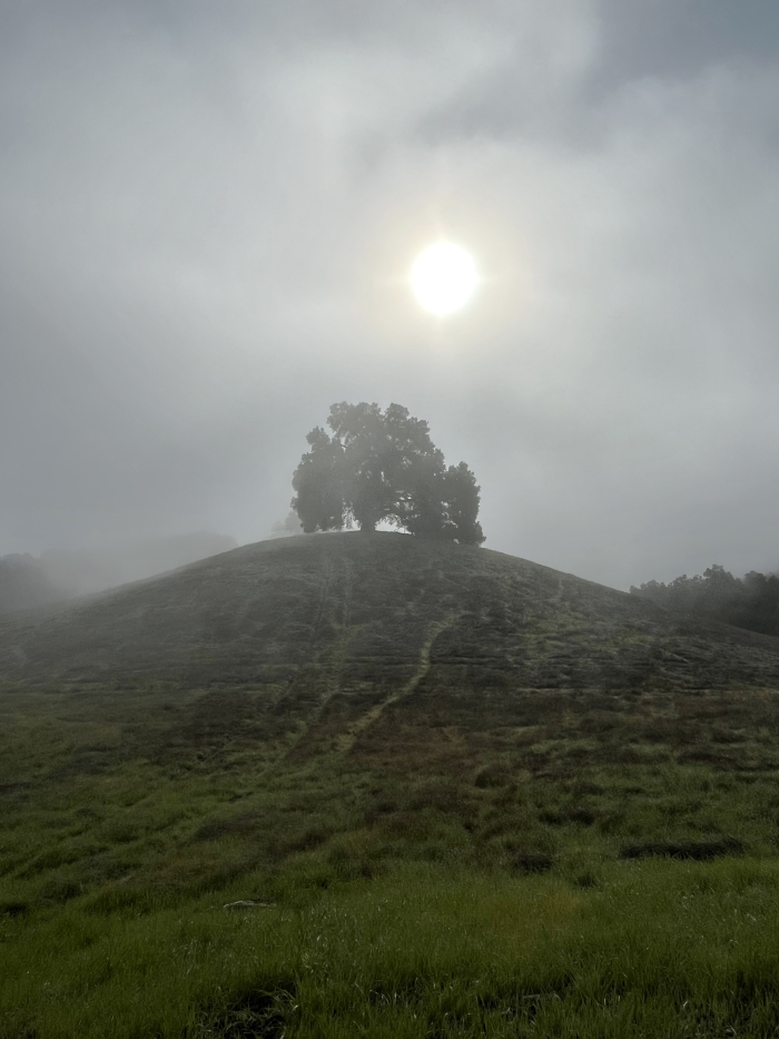 Oak tree on hilltop in fog Oak tree on hilltop in fog