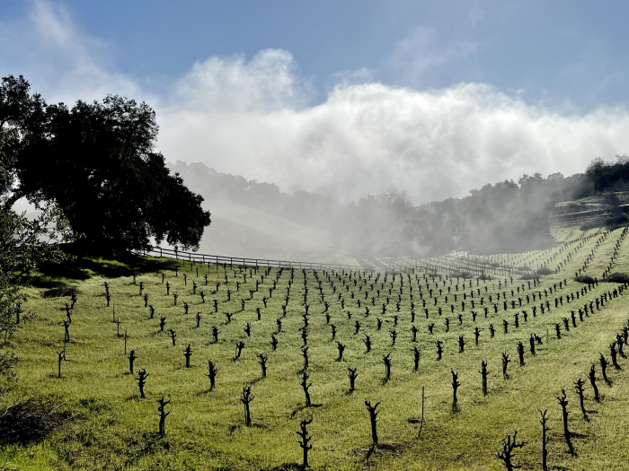 Fog flowing across head-trained vineyard Fog flowing across head-trained vineyard