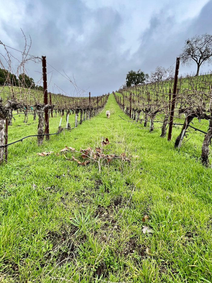 After the rain - Counoise and cover crop After the rain - Counoise and cover crop