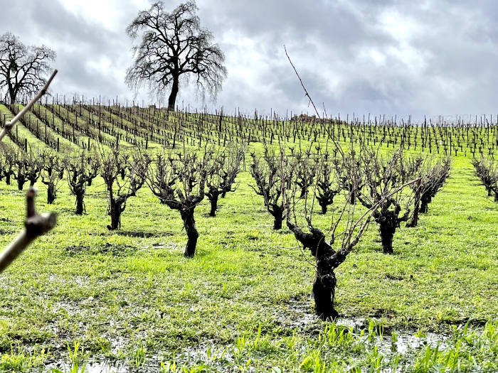 After the rain - water in head-trained Mourvedre After the rain - water in head-trained Mourvedre