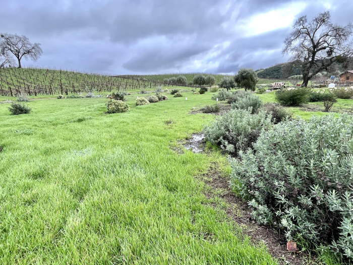 After the rain - Biodynamic plantings After the rain - Biodynamic plantings