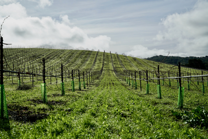 Cover Crop Cover Crop