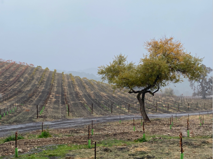 Austin - Rain over misty vineyard Austin - Rain over misty vineyard