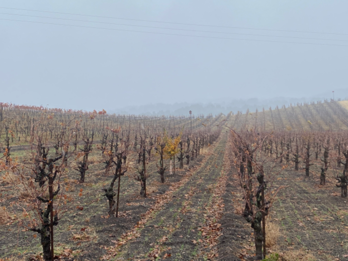 Austin - View over dormant vines Austin - View over dormant vines