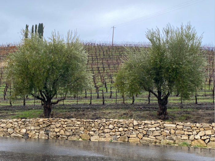 Austin - Olive trees and rock wall Austin - Olive trees and rock wall
