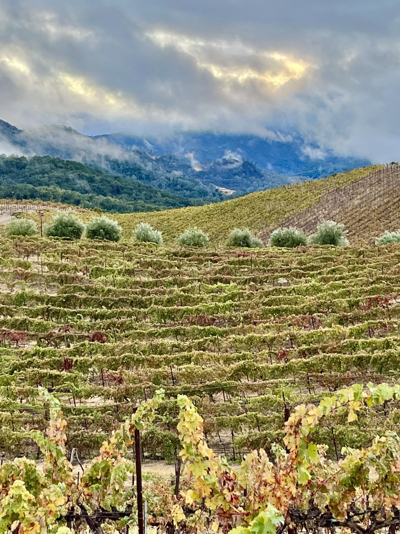 Syrah terraces and dramatic clouds Syrah terraces and dramatic clouds
