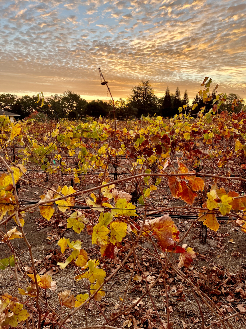 Sunrise in Haas Vineyard Sunrise in Haas Vineyard