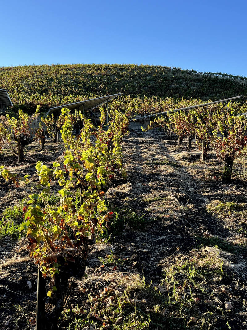 Autumn colors in Mourvedre Autumn colors in Mourvedre