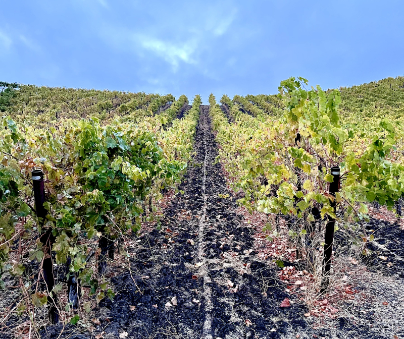 Seeded ground in Vermentino Seeded ground in Vermentino