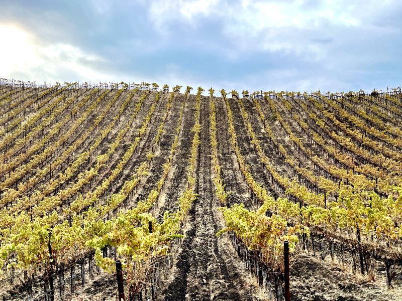 Grenache Blanc on Crosshairs Grenache Blanc on Crosshairs
