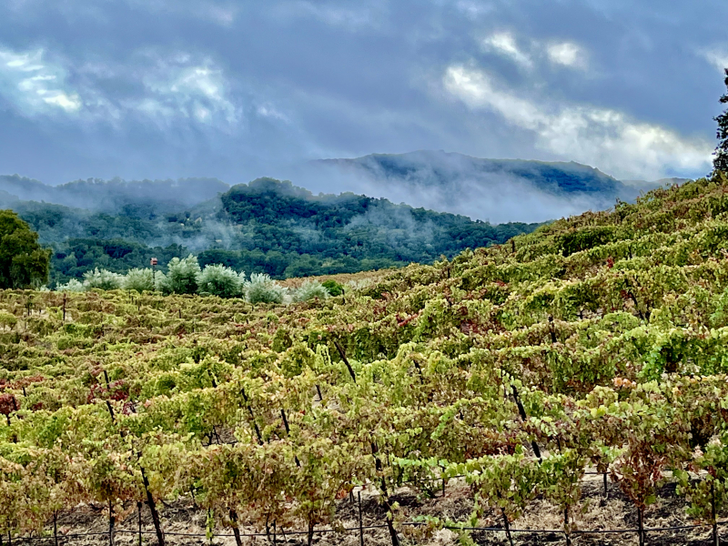 Syrah terraces and dramatic clouds horizontal Syrah terraces and dramatic clouds horizontal
