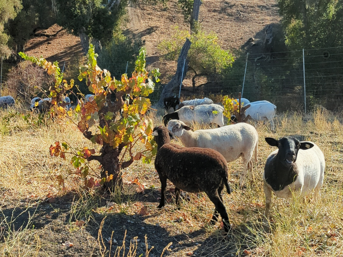 Sheep reentered into the vineyard Sheep reentered into the vineyard