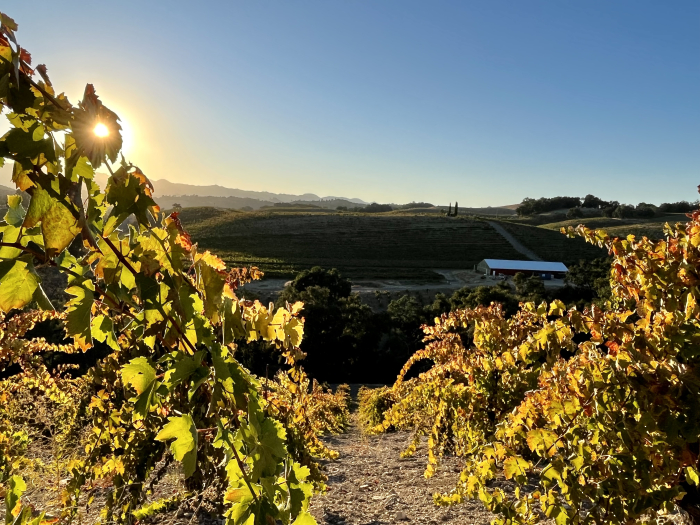 Looking west through Grenache and Mourvedre Looking west through Grenache and Mourvedre