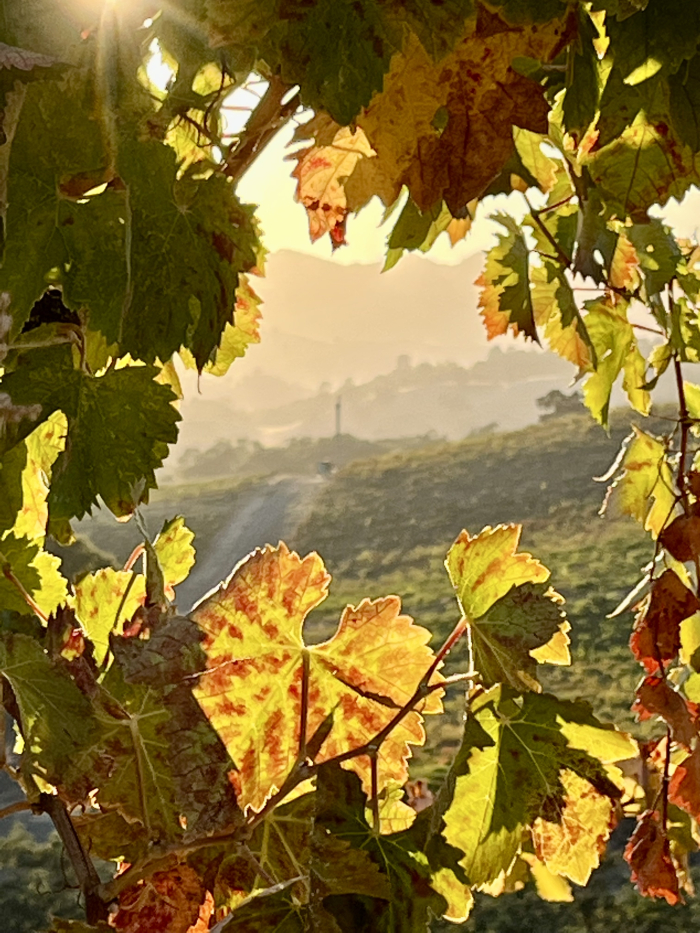 Hills through Mourvedre foliage Hills through Mourvedre foliage
