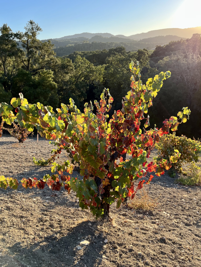 Colorful Counoise vine Colorful Counoise vine
