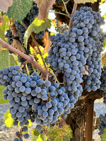 Mourvedre clusters Mourvedre clusters