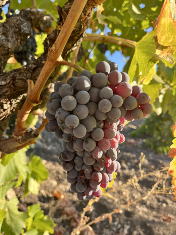 Grenache cluster Grenache cluster