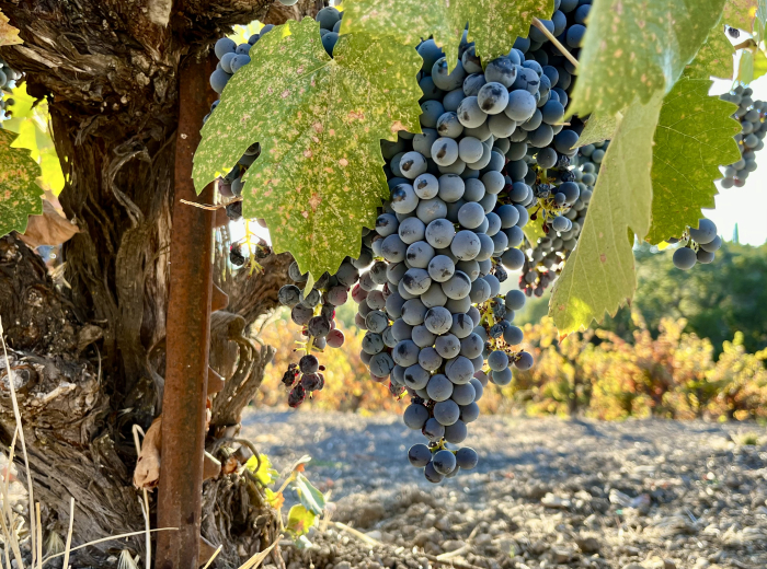 Mourvedre cluster and colorful foliage Mourvedre cluster and colorful foliage