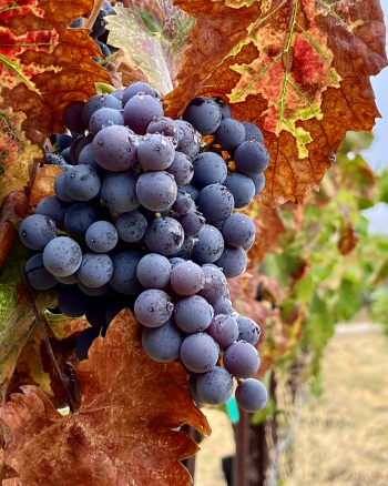 Mourvedre cluster after the rain Mourvedre cluster after the rain