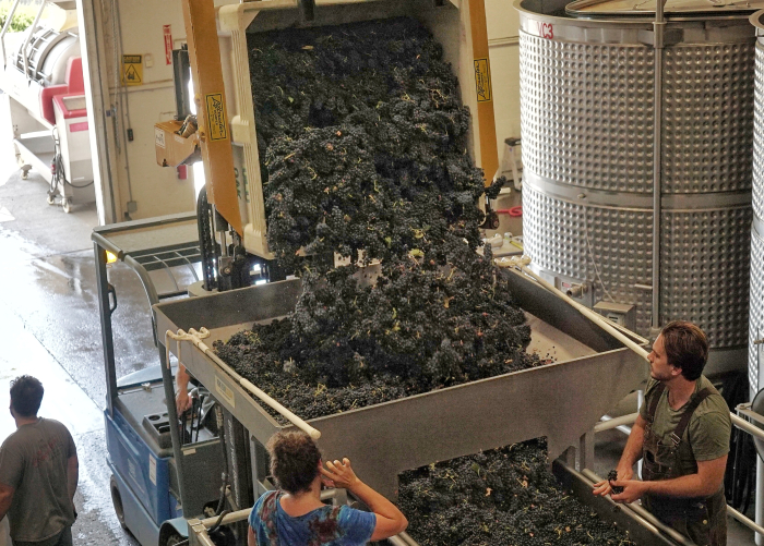Fruit Raining into the cellar 2022 Fruit Raining into the cellar 2022