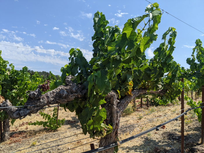 Frost Damaged Grenache Blanc Vine Frost Damaged Grenache Blanc Vine