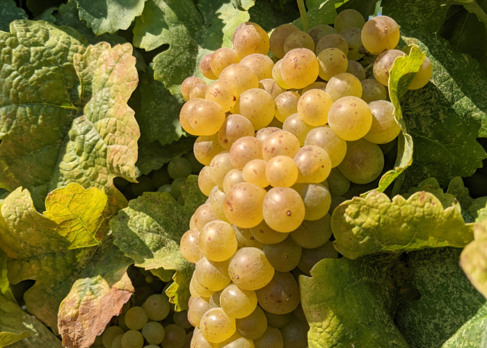 Sun kissed Marsanne Cluster Sun kissed Marsanne Cluster