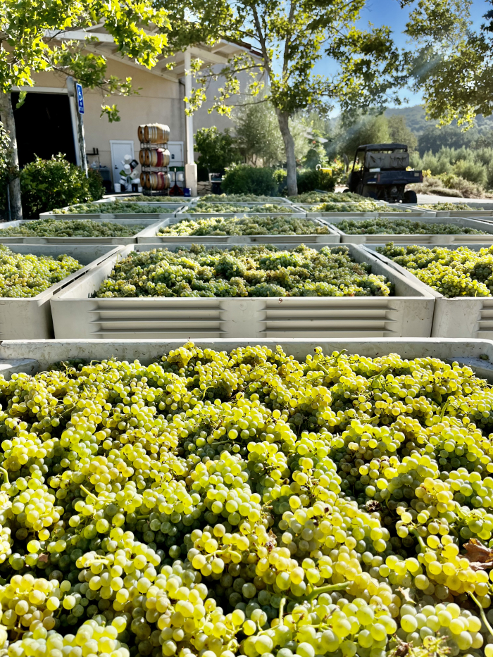 Grenache Blanc on crushpad Grenache Blanc on crushpad