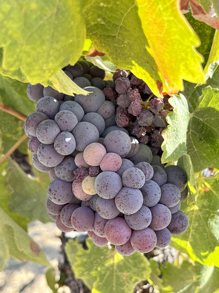 Mourvedre cluster with raisining Mourvedre cluster with raisining