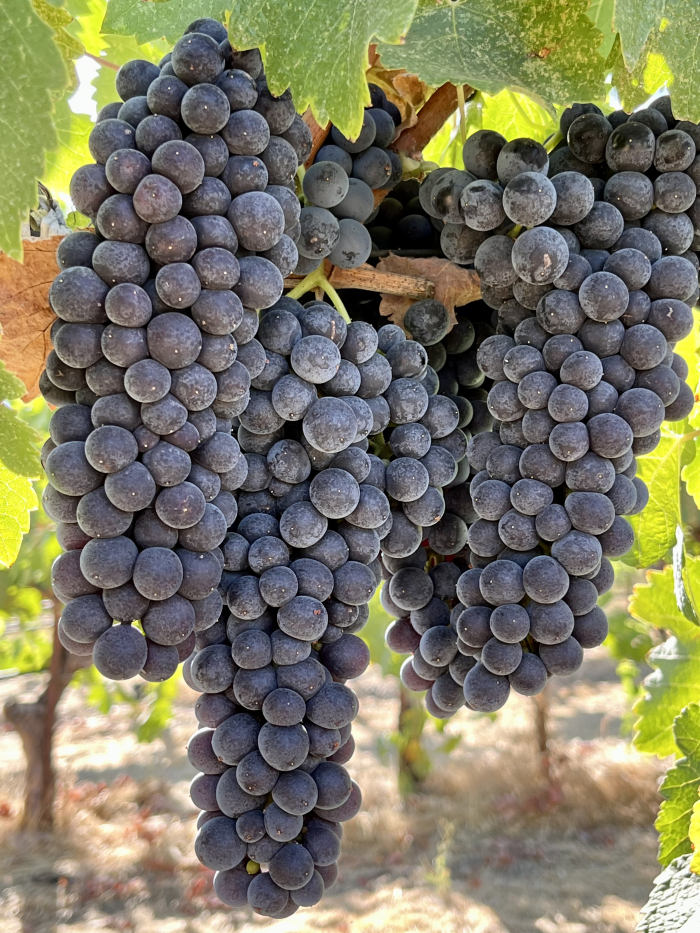 Syrah clusters Syrah clusters