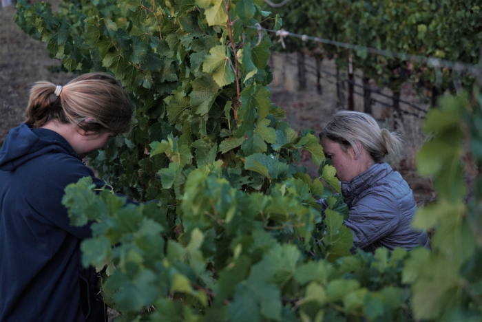 Chelsea and Intern harvesting Chelsea and Intern harvesting