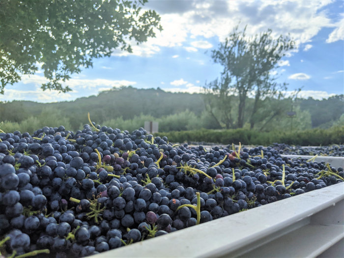 Syrah on the Crushpad Syrah on the Crushpad