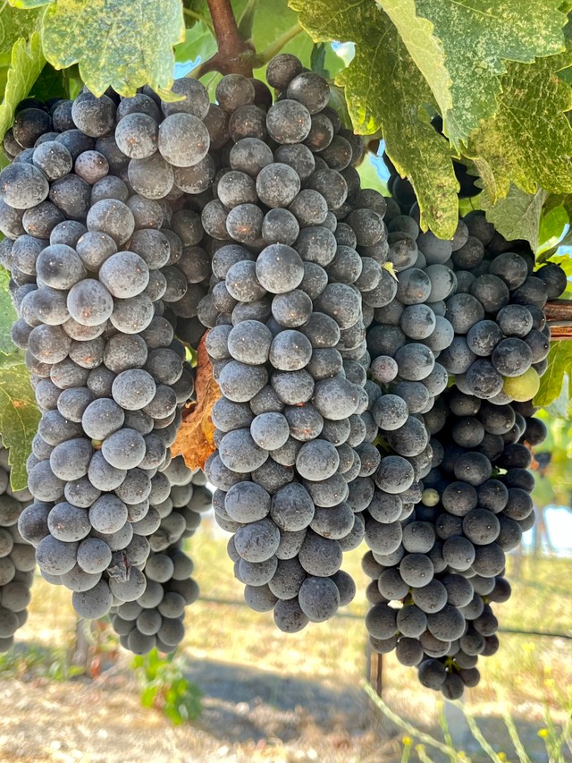 Syrah Clusters Syrah Clusters