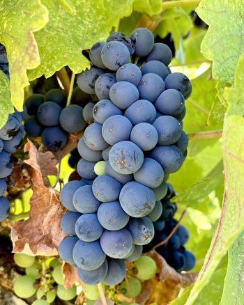 Pre-harvest 2022 - Syrah Pre-harvest 2022 - Syrah