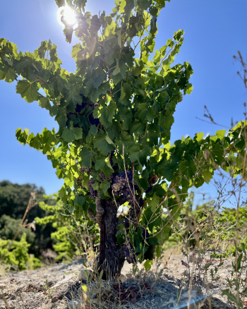 Pre-harvest 2022 - Grenache vine Pre-harvest 2022 - Grenache vine