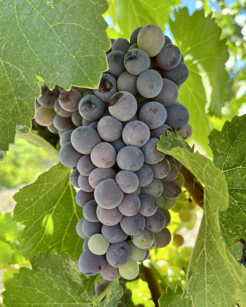 Pre-harvest 2022 - Grenache Pre-harvest 2022 - Grenache
