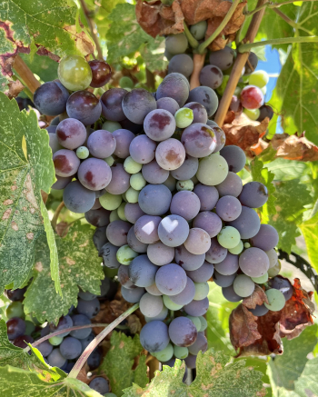 Pre-harvest 2022 - Cinsaut Pre-harvest 2022 - Cinsaut