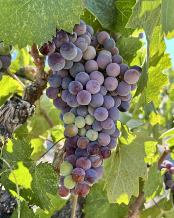 Pre-harvest 2022 - Counoise Pre-harvest 2022 - Counoise