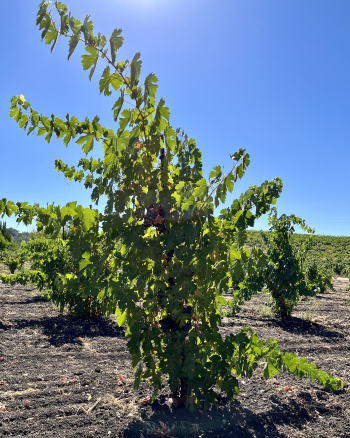 Pre-harvest 2022 - Cinsaut Vine Pre-harvest 2022 - Cinsaut Vine