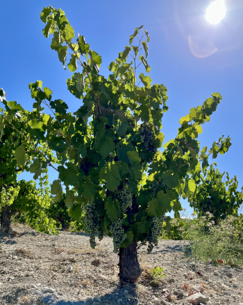 Pre-harvest 2022 - Counoise Vine Pre-harvest 2022 - Counoise Vine