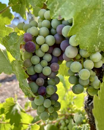 Pre-harvest 2022 - Mourvedre Pre-harvest 2022 - Mourvedre