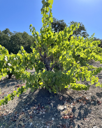 Pre-harvest 2022 - Mourvedre Vine Pre-harvest 2022 - Mourvedre Vine