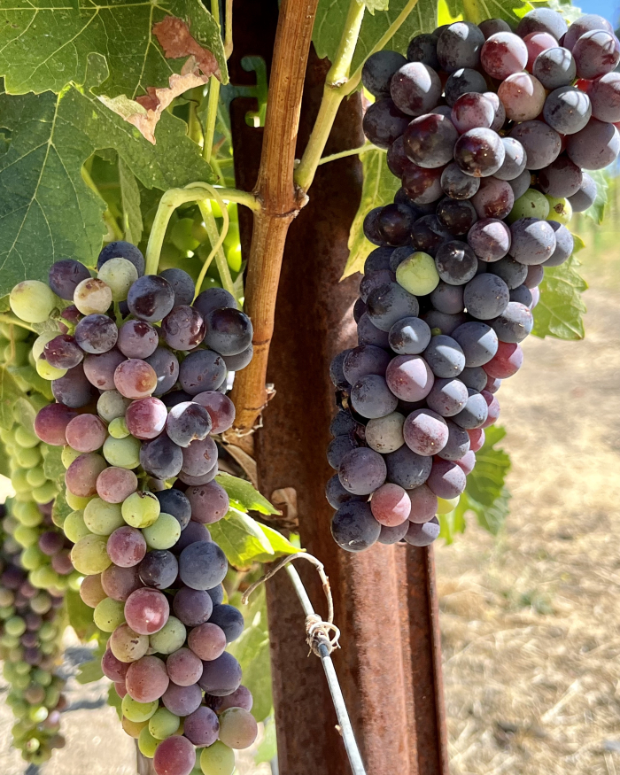 Veraison 2022 - Syrah Veraison 2022 - Syrah