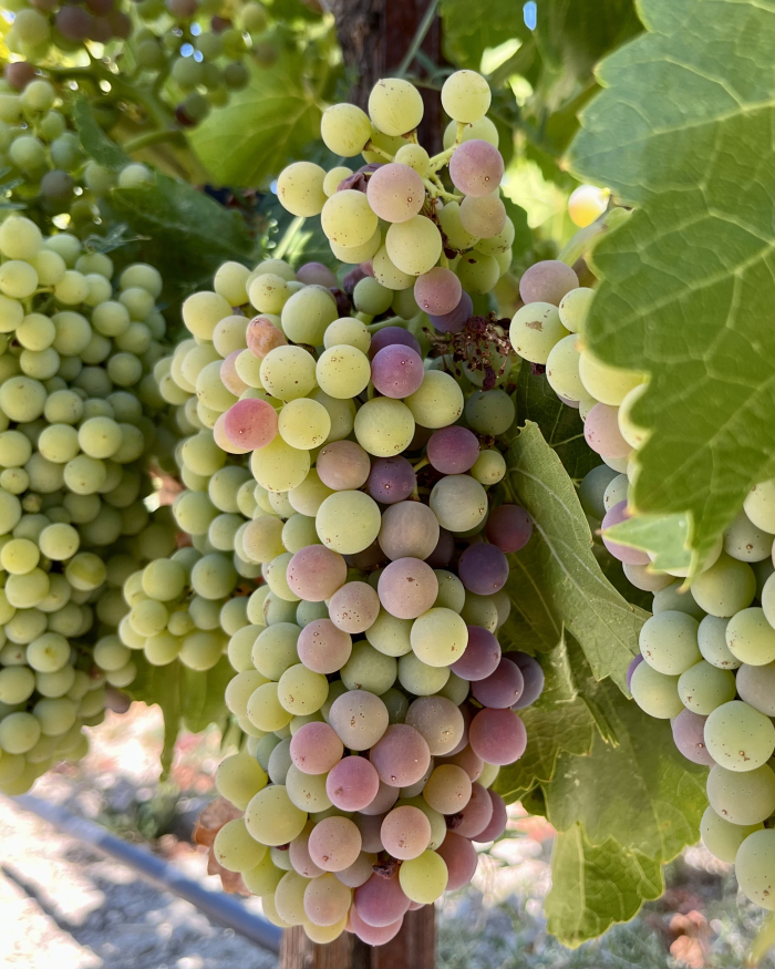 Veraison 2022 - Grenache Veraison 2022 - Grenache