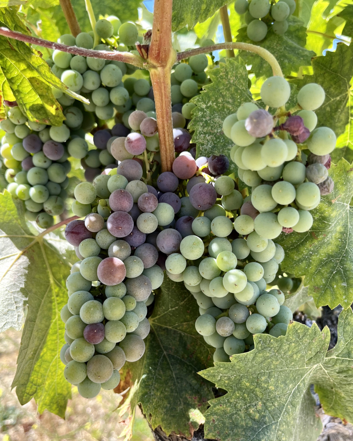 Veraison 2022 - Mourvedre Veraison 2022 - Mourvedre