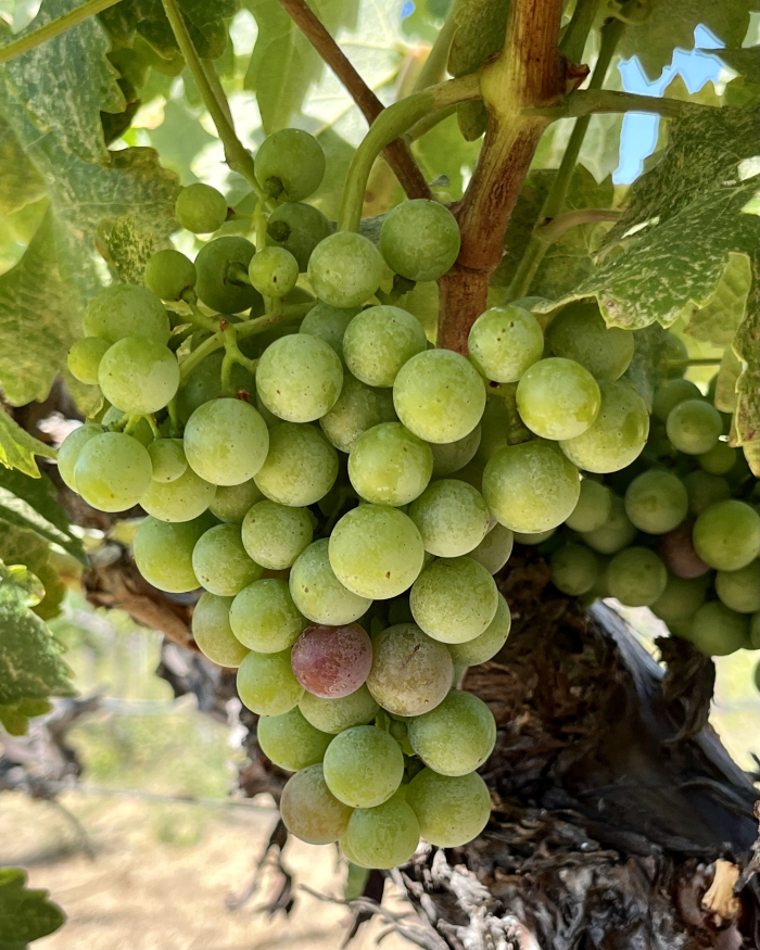 Veraison 2022 - Counoise Veraison 2022 - Counoise