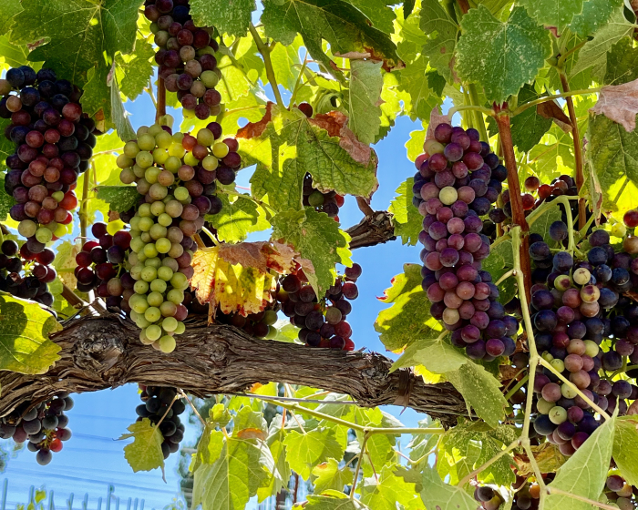 Veraison 2022 - Syrah Horizontal Veraison 2022 - Syrah Horizontal