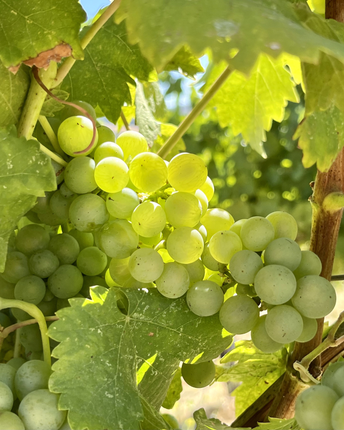 Veraison 2022 - Viognier Veraison 2022 - Viognier