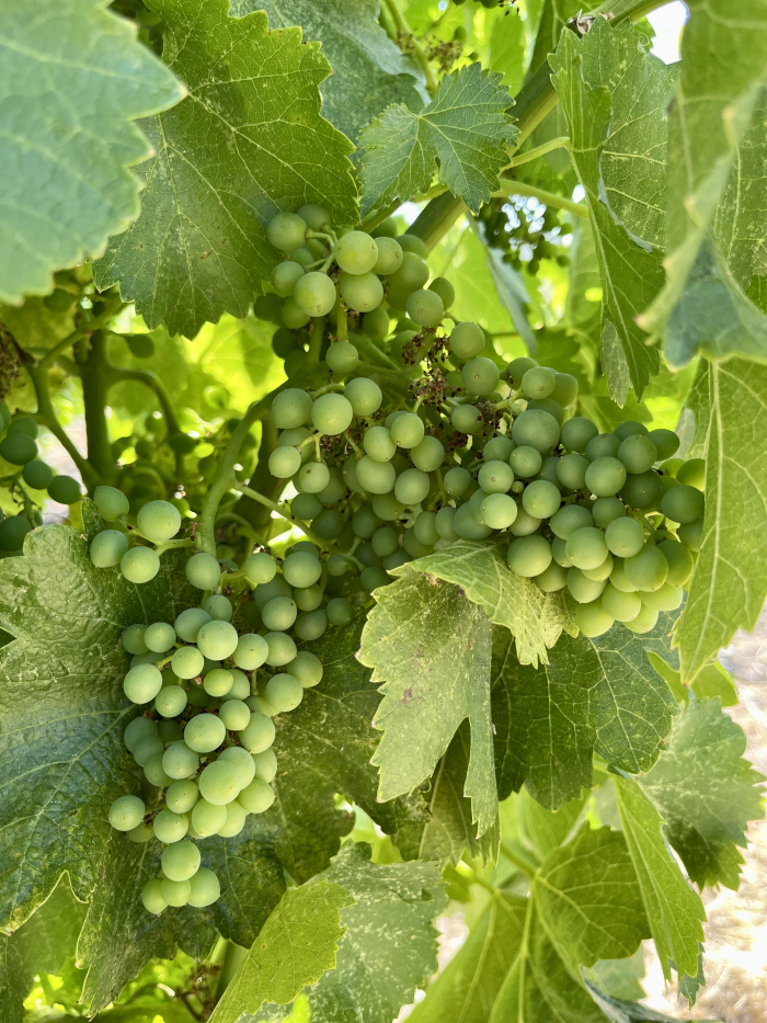 Solstice 2022 - Grenache berries Solstice 2022 - Grenache berries