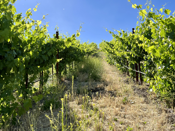 Solstice 2022 - Syrah Block Solstice 2022 - Syrah Block