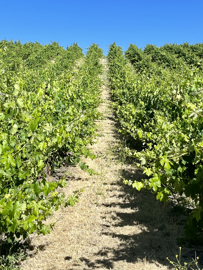Solstice 2022 - Vermentino block Solstice 2022 - Vermentino block